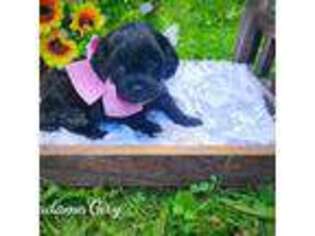 Cavapoo Puppy for sale in Albion, MI, USA