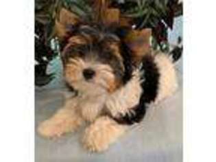 Biewer Terrier Puppy for sale in Jacksonville, TX, USA
