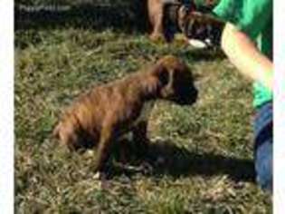Boxer Puppy for sale in Moriarty, NM, USA