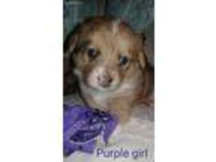 Pembroke Welsh Corgi Puppy for sale in Hawley, TX, USA