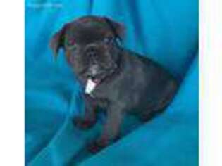 French Bulldog Puppy for sale in Broken Arrow, OK, USA