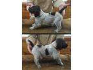 Wirehaired Pointing Griffon Puppy for sale in Arkdale, WI, USA
