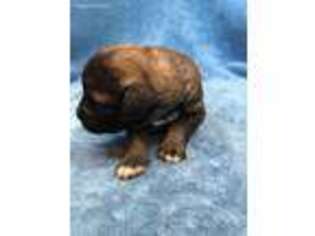 Mutt Puppy for sale in Barton, VT, USA
