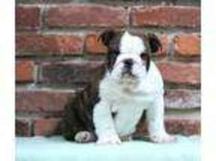 Bulldog Puppy for sale in Paradise, PA, USA