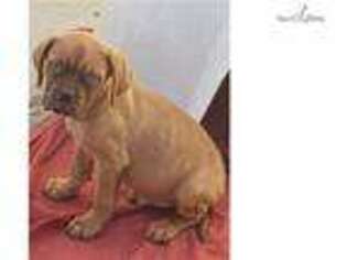American Bull Dogue De Bordeaux Puppy for sale in San Diego, CA, USA