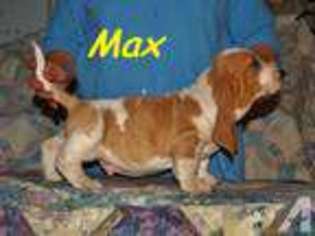 Basset Hound Puppy for sale in SAN JOSE, CA, USA