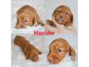 Dachshund Puppy for sale in Solomon, KS, USA