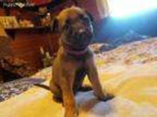 Belgian Malinois Puppy for sale in Jackson, MS, USA
