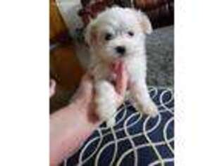 Maltese Puppy for sale in Tazewell, VA, USA