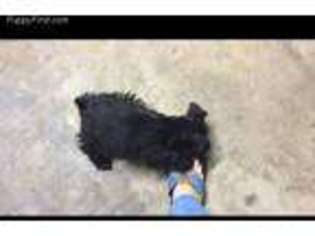 Mutt Puppy for sale in Batesville, AR, USA