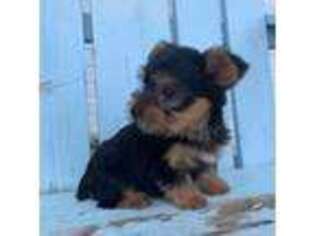 Yorkshire Terrier Puppy for sale in Newton, MA, USA