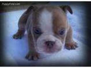 Bulldog Puppy for sale in Benton, KY, USA