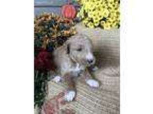 Goldendoodle Puppy for sale in Clyde, NC, USA