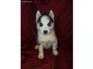 Siberian Husky Puppy for sale in Redkey, IN, USA