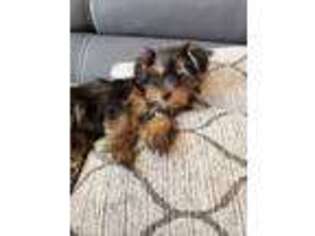 Yorkshire Terrier Puppy for sale in Pomona, CA, USA