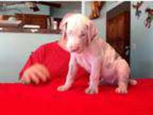 Great Dane Puppy for sale in San Marcos, CA, USA