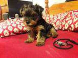 Yorkshire Terrier Puppy for sale in HARTFORD, CT, USA