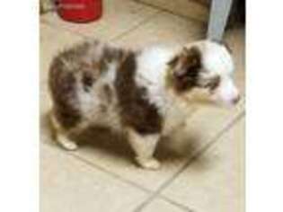 Miniature Australian Shepherd Puppy for sale in Gravette, AR, USA