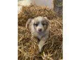 Australian Shepherd Puppy for sale in Lavaca, AR, USA
