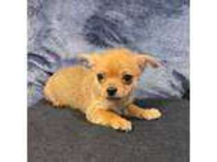 Chihuahua Puppy for sale in White Haven, PA, USA