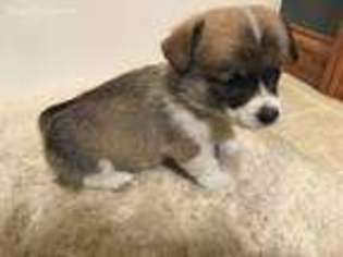 Pembroke Welsh Corgi Puppy for sale in Stratford, WI, USA