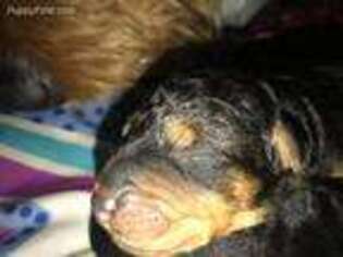 Airedale Terrier Puppy for sale in Saginaw, TX, USA