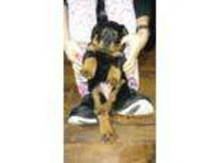 Rottweiler Puppy for sale in Mountain View, CA, USA