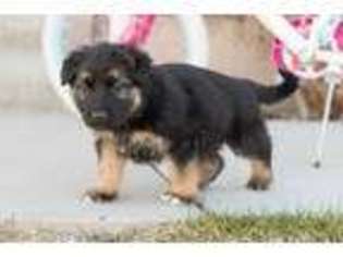 German Shepherd Dog Puppy for sale in Cedar City, UT, USA