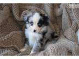 Miniature Australian Shepherd Puppy for sale in Salt Lake City, UT, USA