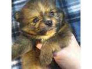 Pomeranian Puppy for sale in Alma, GA, USA