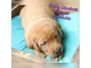 Labrador Retriever Puppy for sale in Bonneau, SC, USA