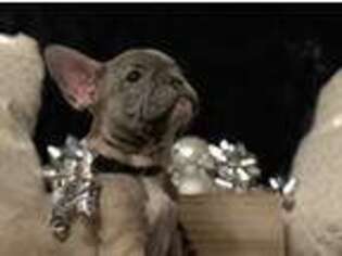 French Bulldog Puppy for sale in Hoquiam, WA, USA