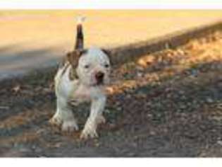 American Bulldog Puppy for sale in Stockton, CA, USA