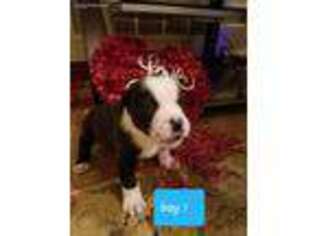 Alapaha Blue Blood Bulldog Puppy for sale in Macedonia, OH, USA