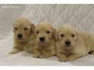Golden Retriever Puppy for sale in Free Union, VA, USA