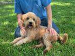 Goldendoodle Puppy for sale in Orange, TX, USA