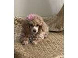 Mutt Puppy for sale in Chatom, AL, USA