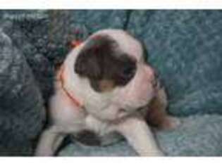 Olde English Bulldogge Puppy for sale in West Orange, NJ, USA