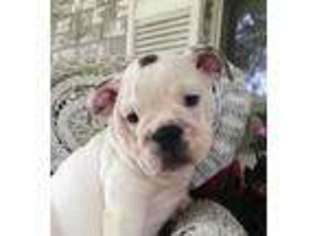 Bulldog Puppy for sale in Durant, OK, USA