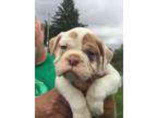 Alapaha Blue Blood Bulldog Puppy for sale in Richford, VT, USA