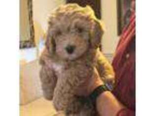 Australian Labradoodle Puppy for sale in Raleigh, NC, USA