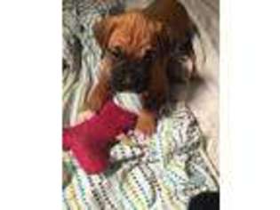 Boxer Puppy for sale in GRANBY, CT, USA