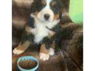 Bernese Mountain Dog Puppy for sale in Morris, MN, USA