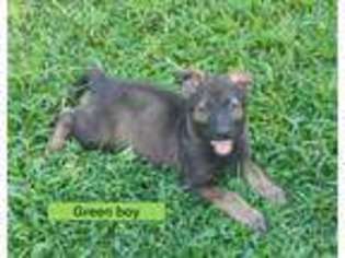 German Shepherd Dog Puppy for sale in Cleveland, GA, USA