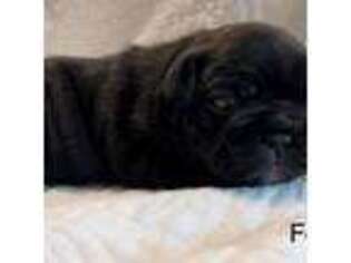 French Bulldog Puppy for sale in Woodstock, GA, USA