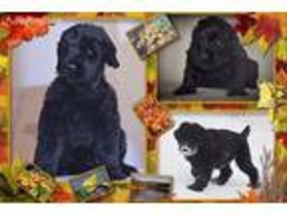 Black Russian Terrier Puppy for sale in Delran, NJ, USA
