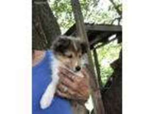 Shetland Sheepdog Puppy for sale in Rockwall, TX, USA