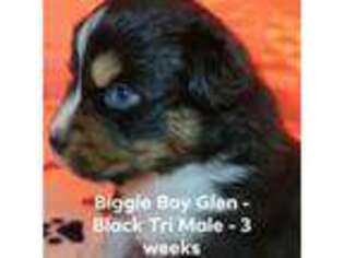 Australian Shepherd Puppy for sale in Independence, WV, USA