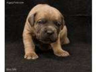 Cane Corso Puppy for sale in Hooper, CO, USA