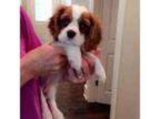 Cavalier King Charles Spaniel Puppy for sale in Prescott, AZ, USA